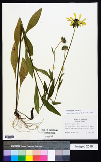 Rudbeckia mollis image