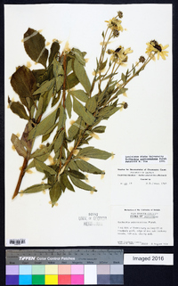 Rudbeckia subtomentosa image