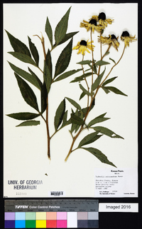 Rudbeckia subtomentosa image