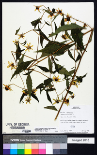 Rudbeckia triloba image