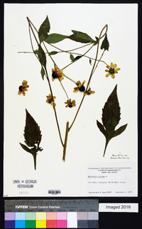 Rudbeckia triloba image