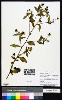 Rudbeckia triloba image