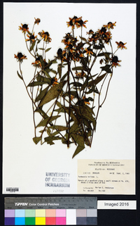 Rudbeckia triloba image