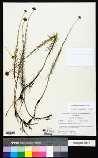 Sclerolepis uniflora image