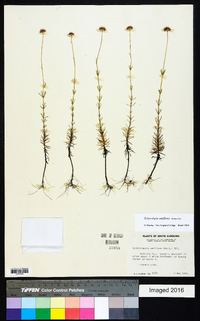 Sclerolepis uniflora image