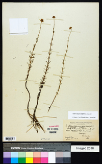 Sclerolepis uniflora image