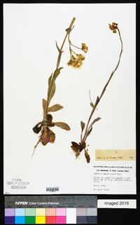 Senecio ampullaceus image