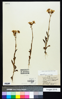Senecio ampullaceus image