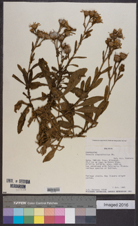 Senecio crepidifolius image