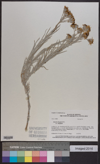 Senecio flaccidus var. douglasii image