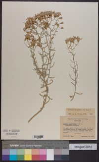 Senecio flaccidus var. douglasii image