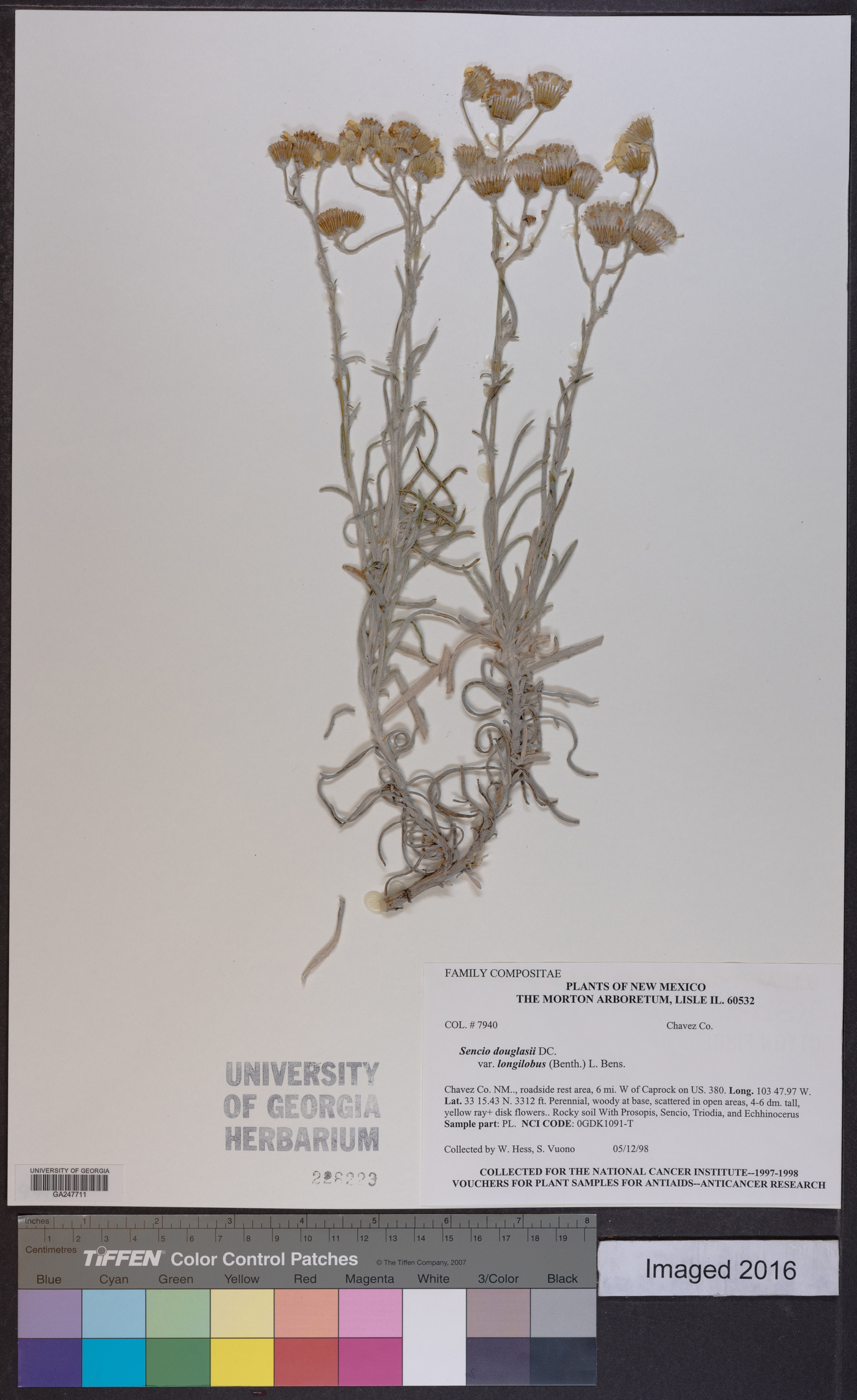 Senecio flaccidus var. douglasii image