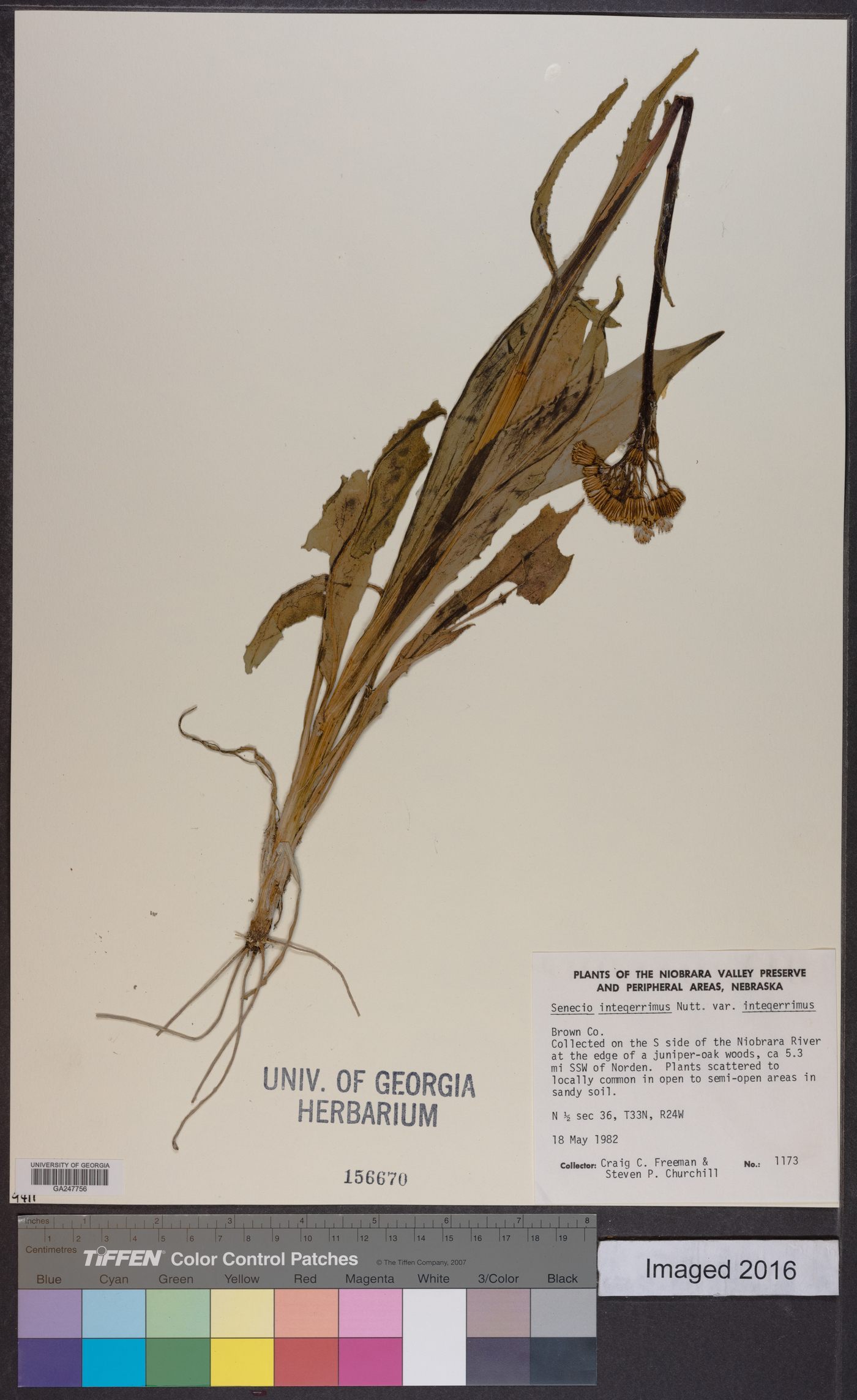 Senecio integerrimus var. integerrimus image