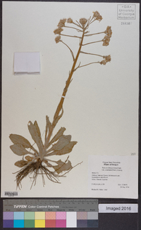 Senecio integerrimus image