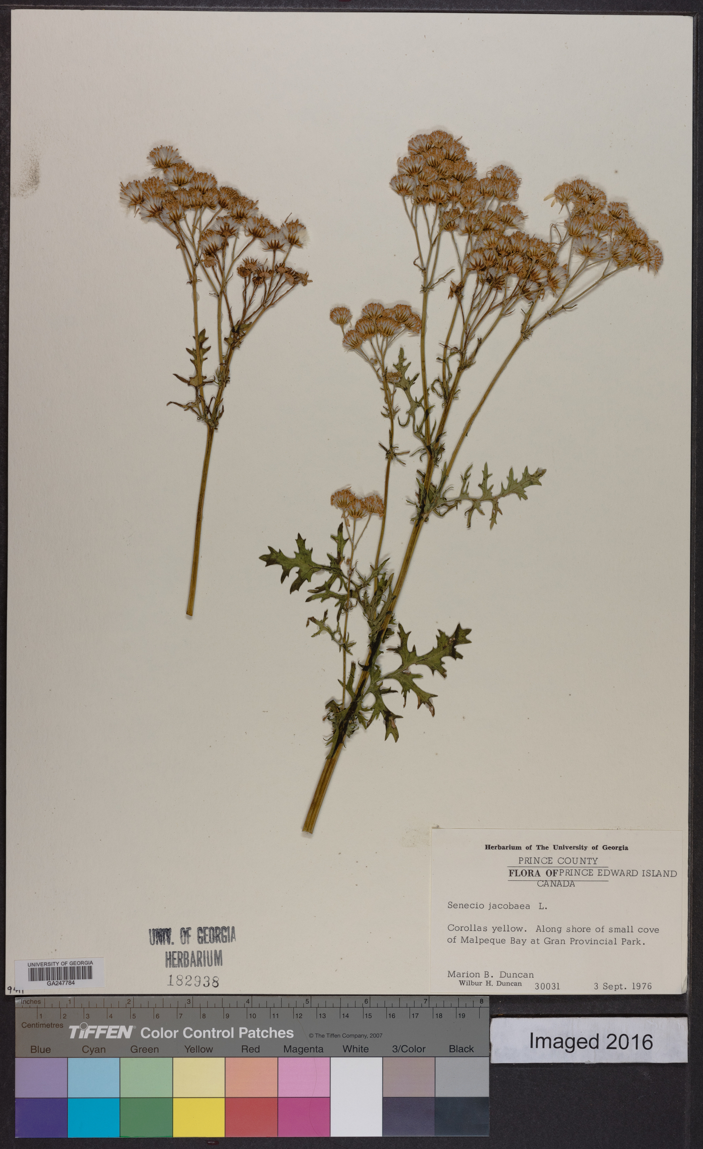 Senecio jacobaea image