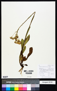 Senecio sphaerocephalus image