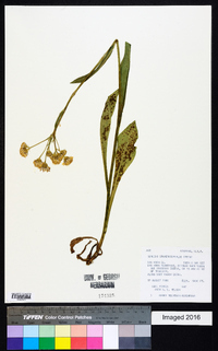 Senecio sphaerocephalus image