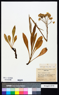 Senecio sphaerocephalus image