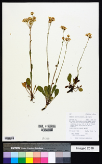 Packera streptanthifolia image