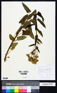 Senecio triangularis image