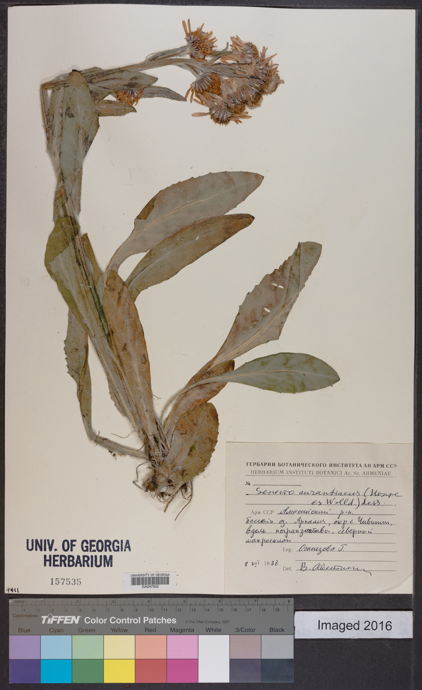 Senecio aurantiacus image