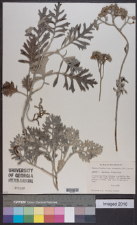 Senecio bicolor subsp. cineraria image