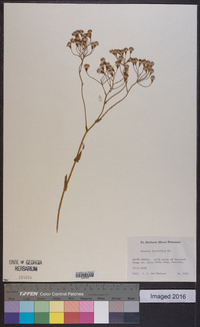 Senecio latifolius image