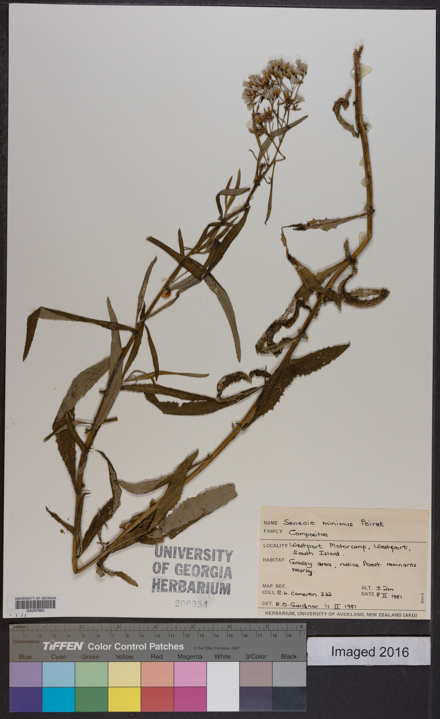 Erechtites minima image