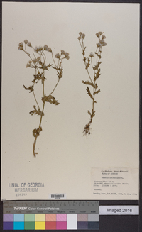 Senecio nebrodensis image