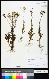 Senecio sylvaticus image