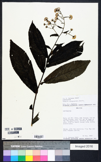 Dendrophorbium yungasense image