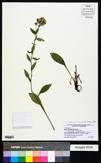 Sericocarpus asteroides image