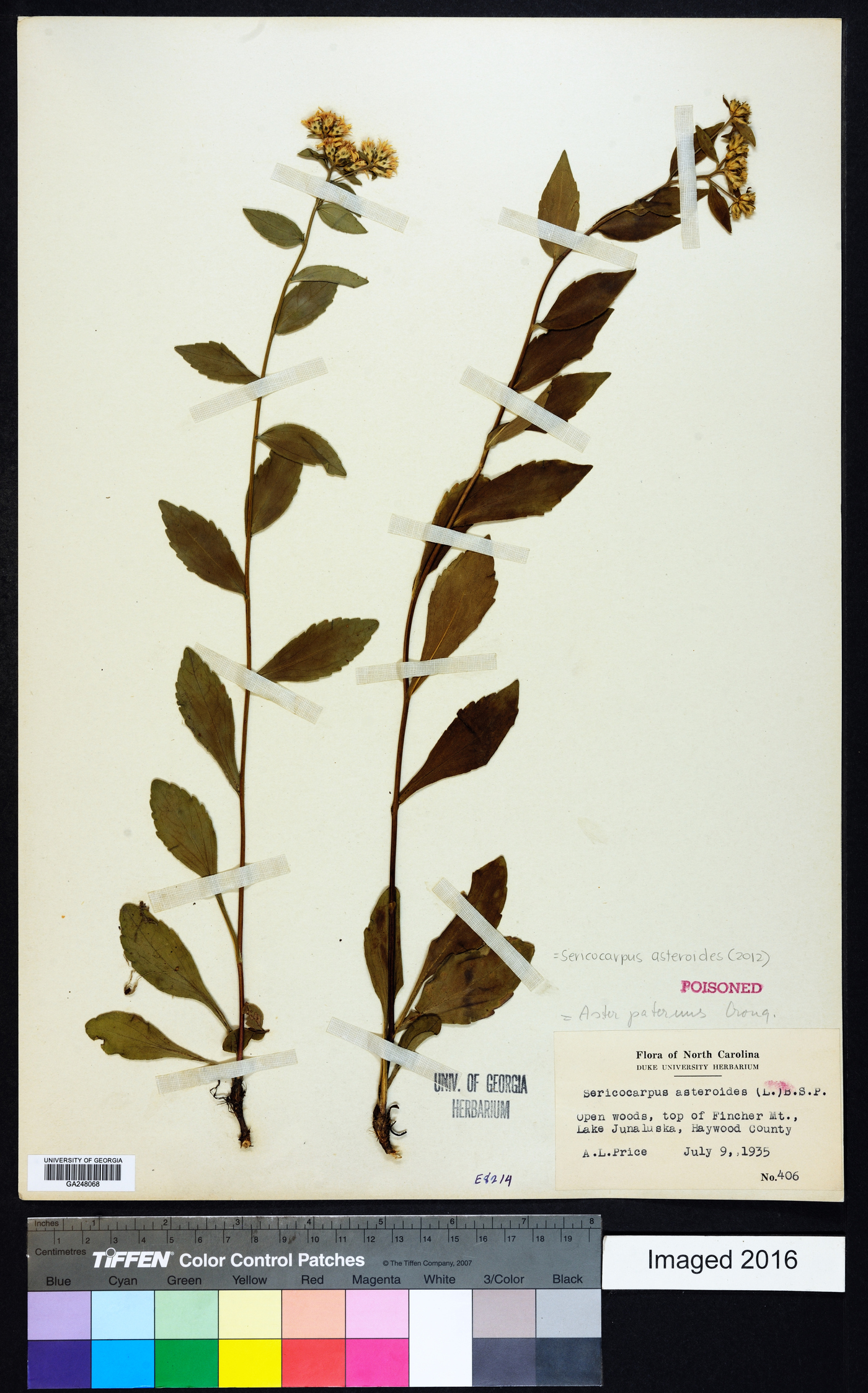 Sericocarpus asteroides image