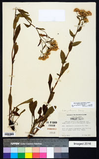 Sericocarpus asteroides image