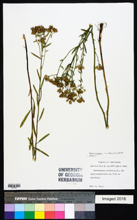 Sericocarpus linifolius image