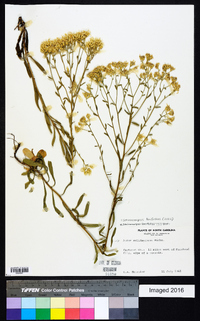 Sericocarpus linifolius image