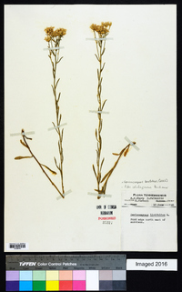 Sericocarpus linifolius image