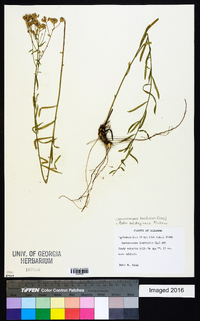 Sericocarpus linifolius image