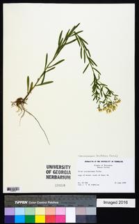 Sericocarpus linifolius image