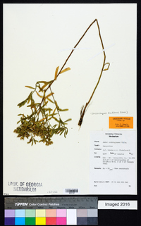 Sericocarpus linifolius image