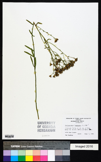 Sericocarpus linifolius image