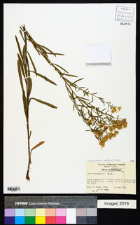 Sericocarpus linifolius image