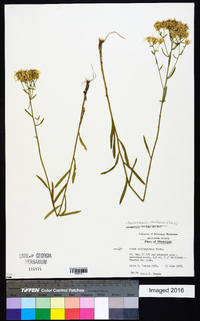 Sericocarpus linifolius image