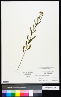 Sericocarpus linifolius image