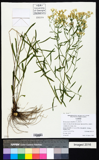 Sericocarpus linifolius image