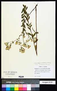 Sericocarpus tortifolius image