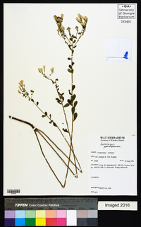 Sericocarpus tortifolius image