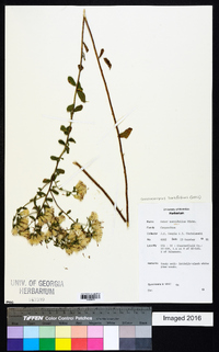 Sericocarpus tortifolius image