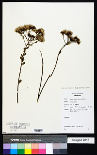 Sericocarpus tortifolius image