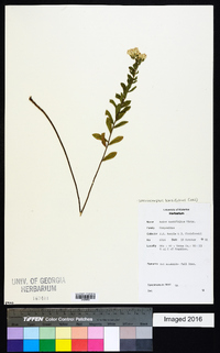 Sericocarpus tortifolius image